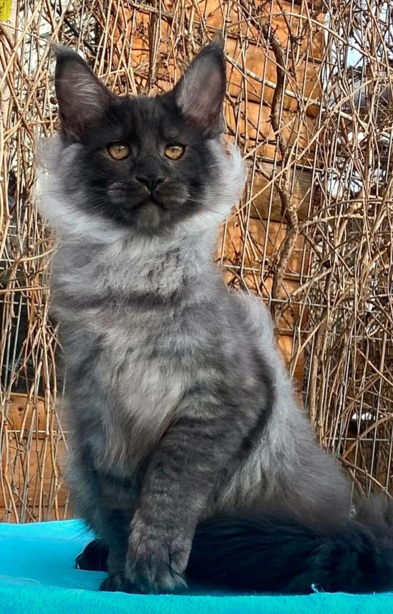 Giant maine coon cat for sale