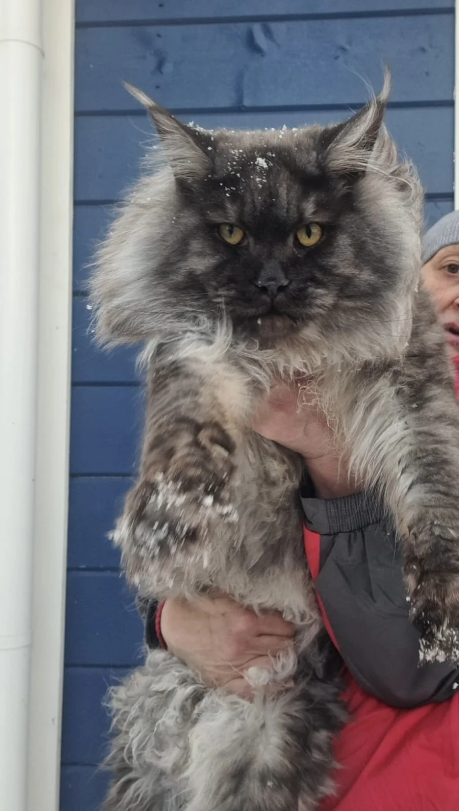 Black Smoke Maine Coon Cat