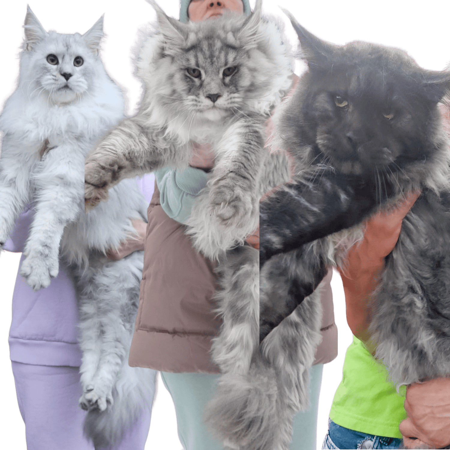 Three large fluffy cats being held by people, showcasing the cats' long fur and big ears.