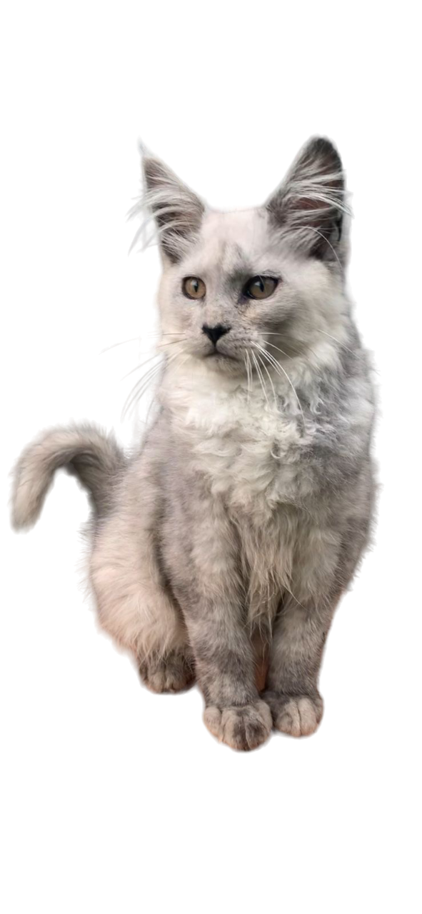 Fluffy gray cat sitting on a white background.
