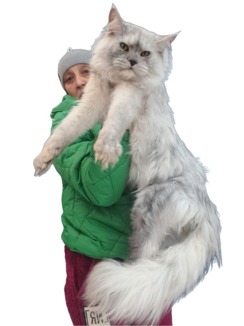 Person holding a large, fluffy Maine Coon cat