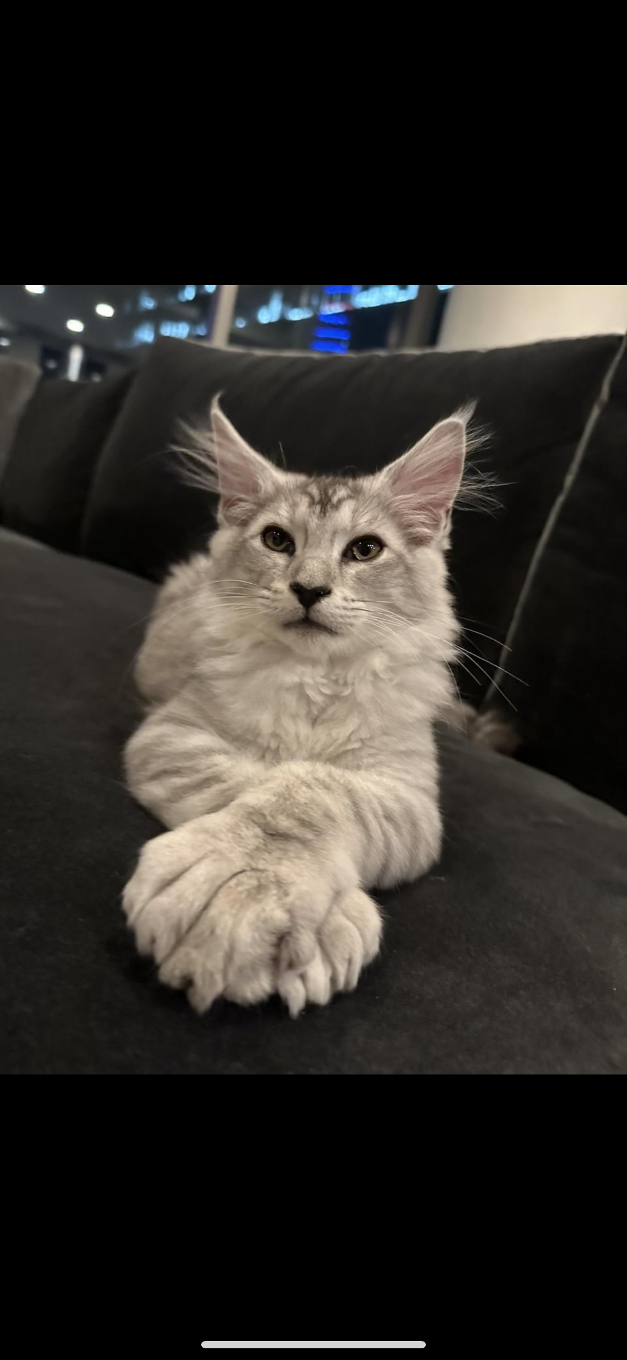 Black Smoke Silver Maine Coon Kittens for Sale