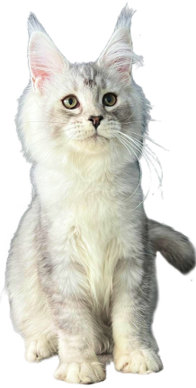 A fluffy gray and white Maine Coon kitten sitting.