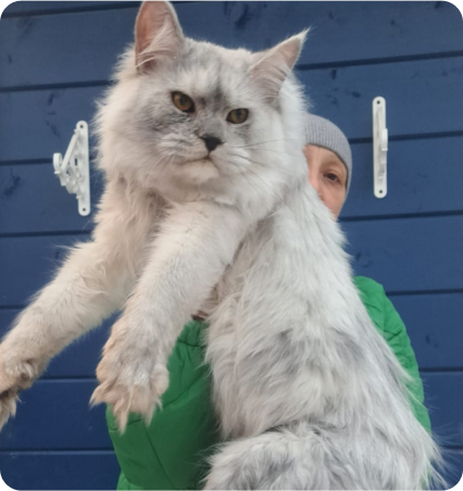 A large, fluffy maine coon gray cat being held by a person in front of a blue wall.