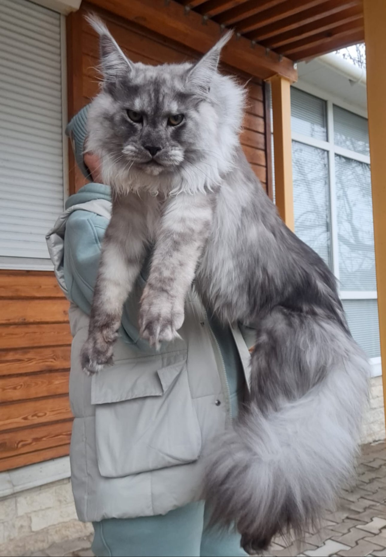European Largest Maine Coon Cat