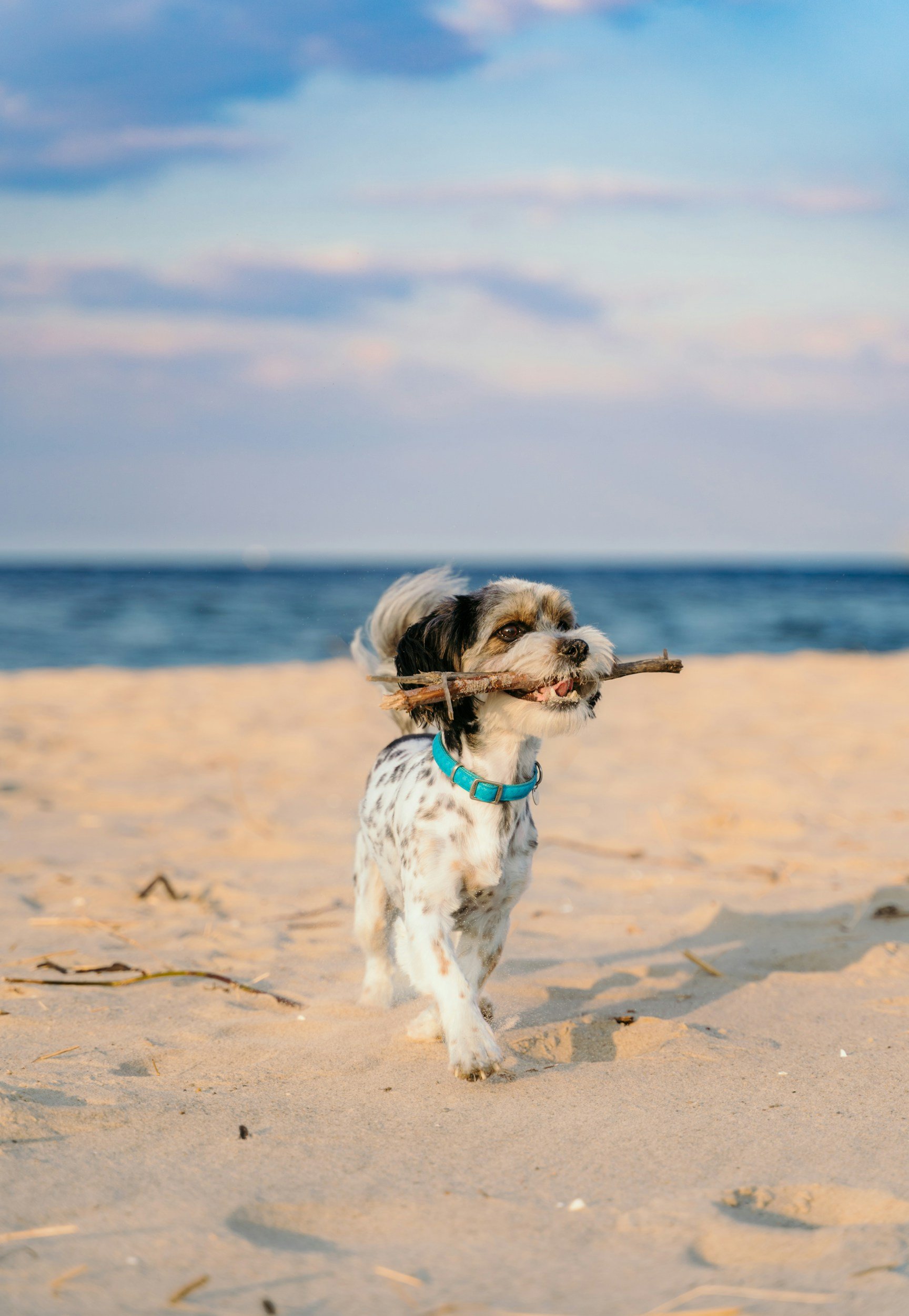 Dog running on beach with a stick in his mouth