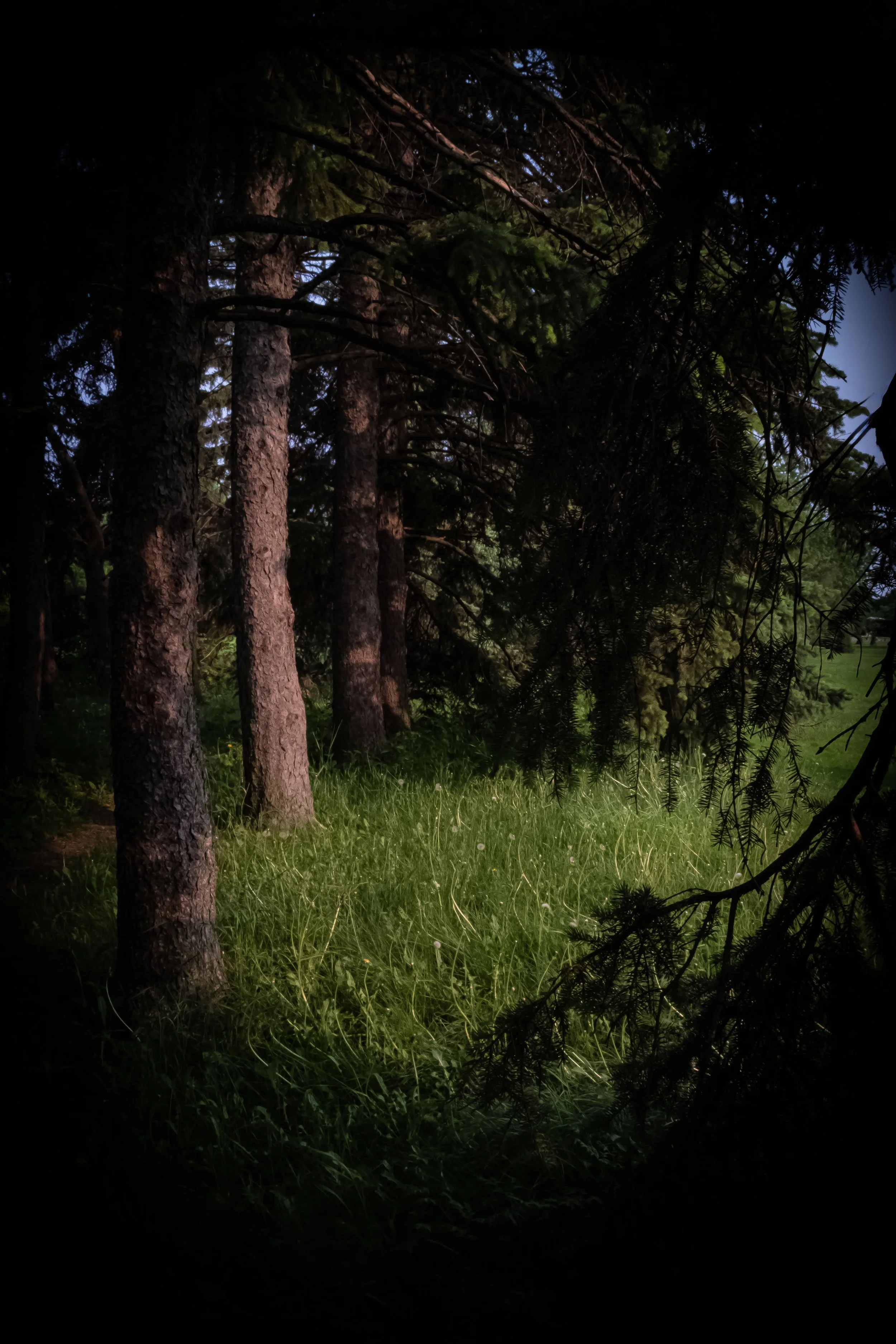 Tree_Sunset_Bark_DSF1680 copie.jpg