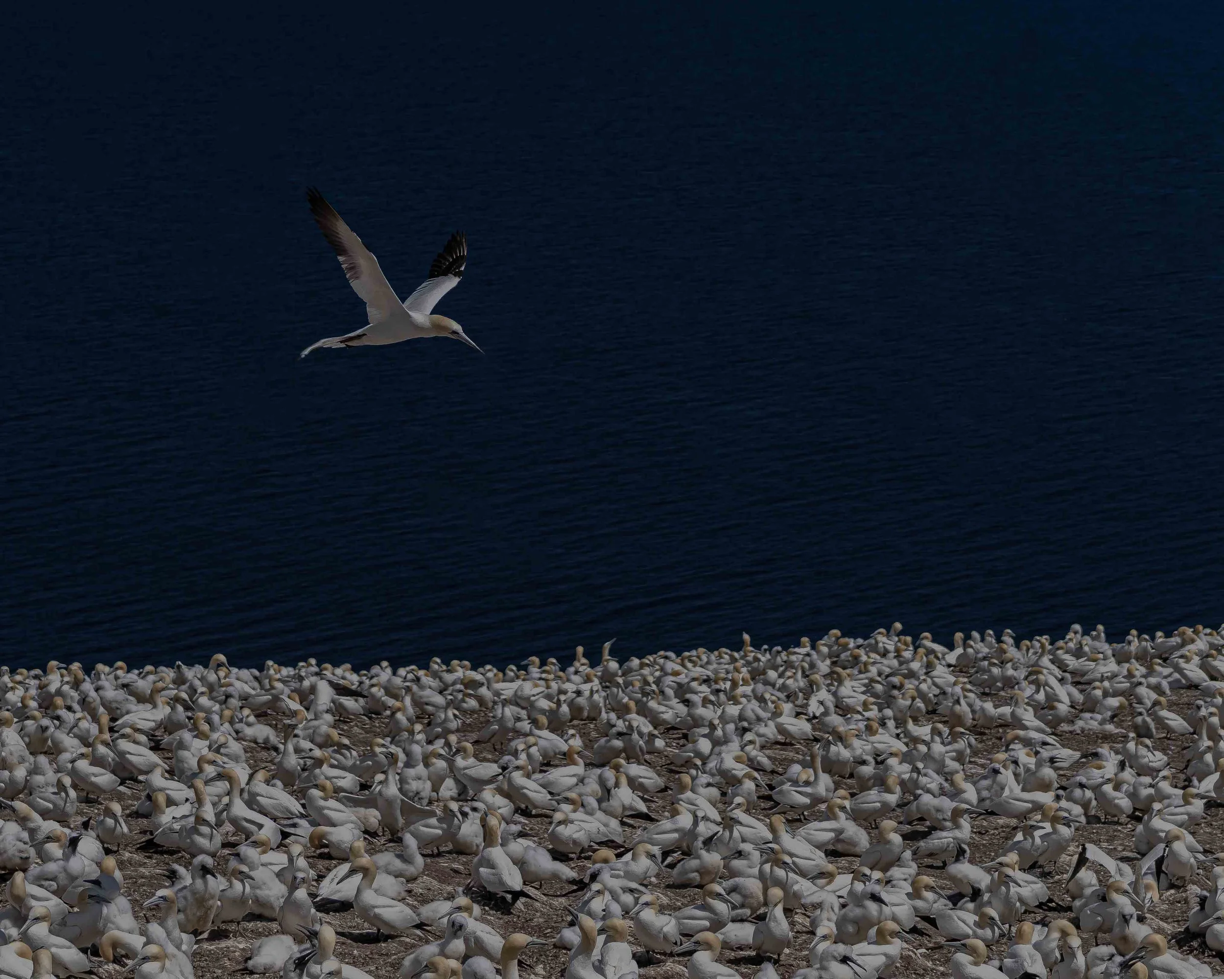 Fous_de_Bassan_Flying_A7R1081_10_x_8.jpg