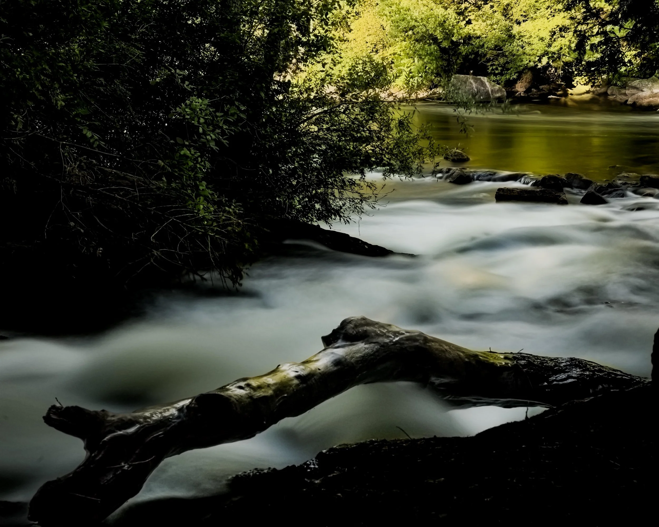 Stump_in_the_Falls_Blakeney_D850757 copie.jpg