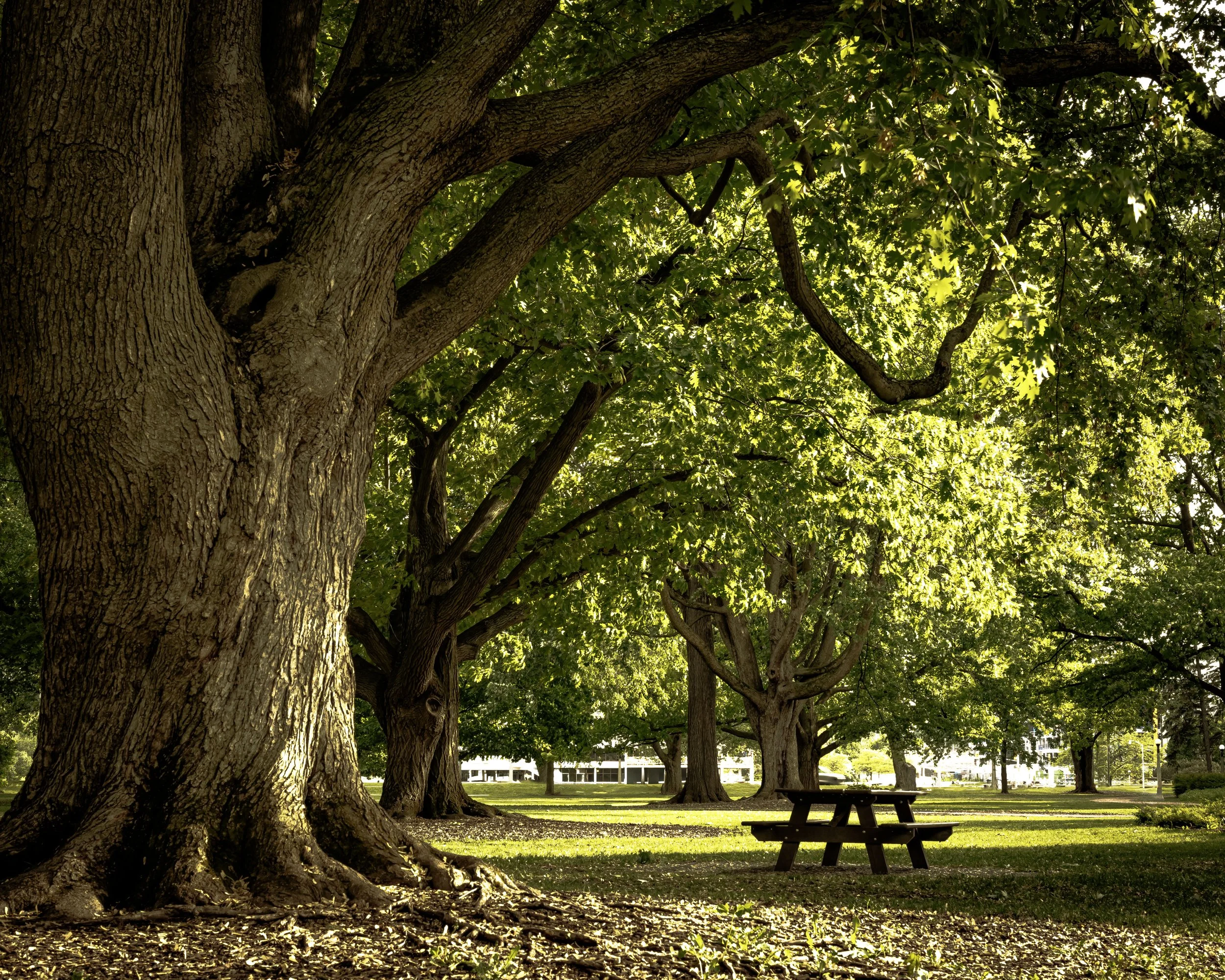 Picnic_table_Commissionners_Park_Ottawa_MLP9530_copie_2.jpg