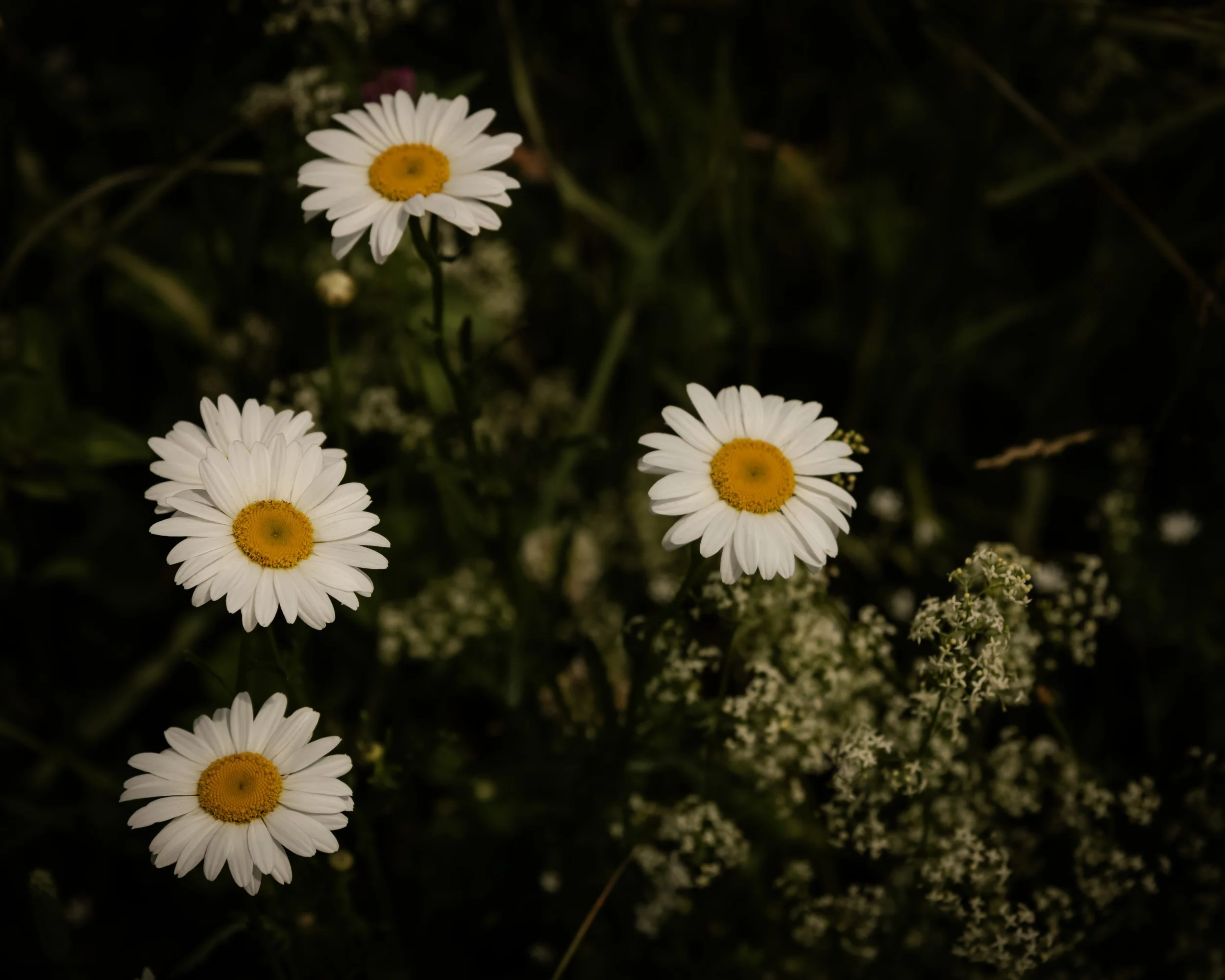 Four_Daisies_D850226 copie.jpg