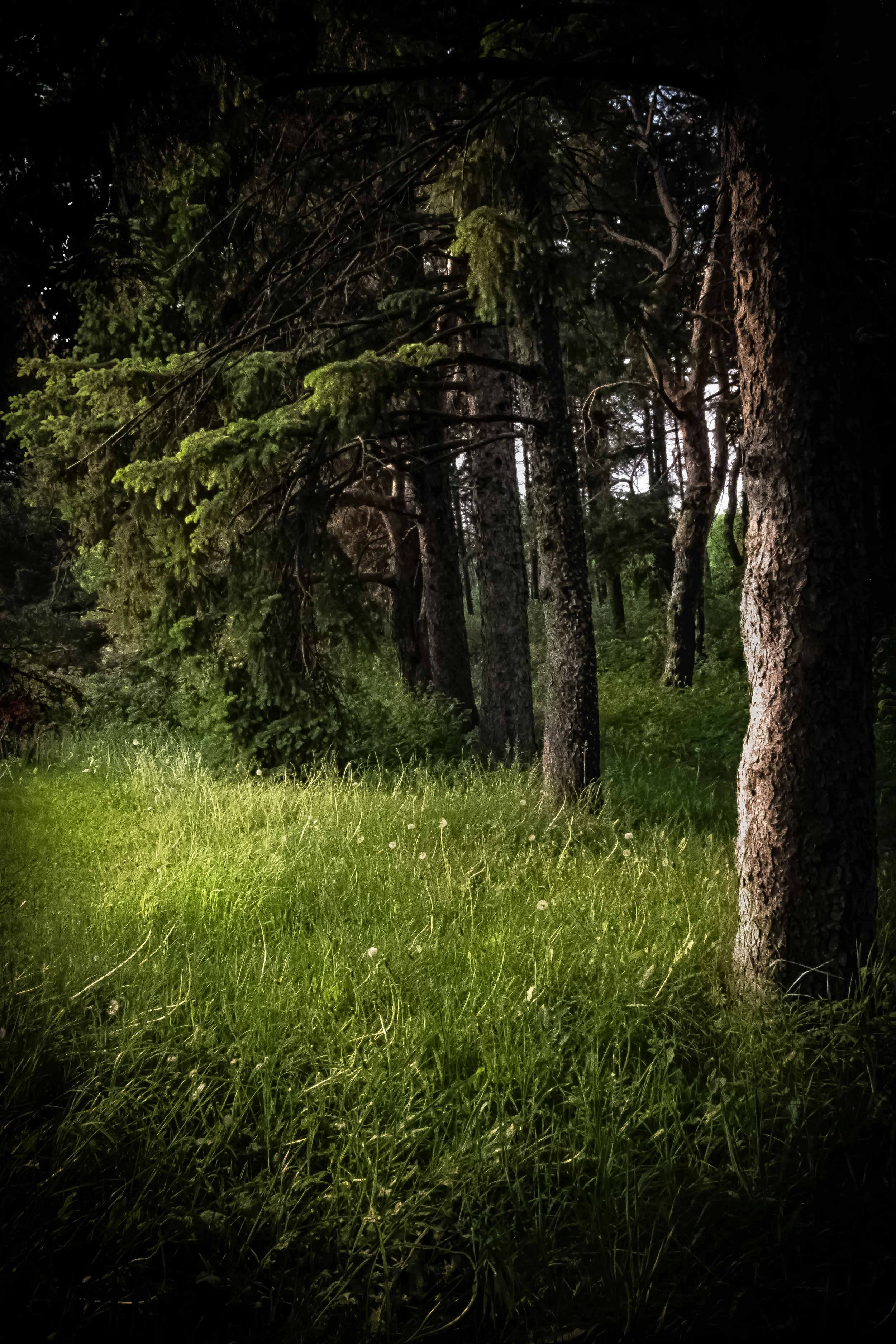 Tree_Grass_Sunset_Bark_DSF1673 copie.jpg