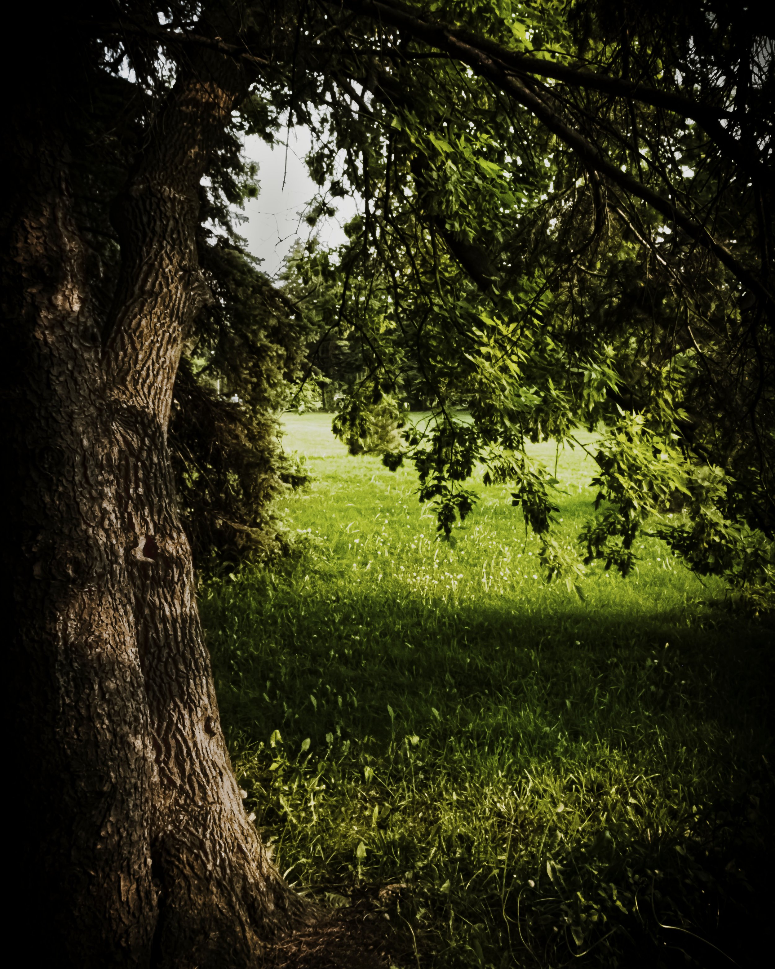 Tree_Sunset_Bark_DSF1693 copie.jpg