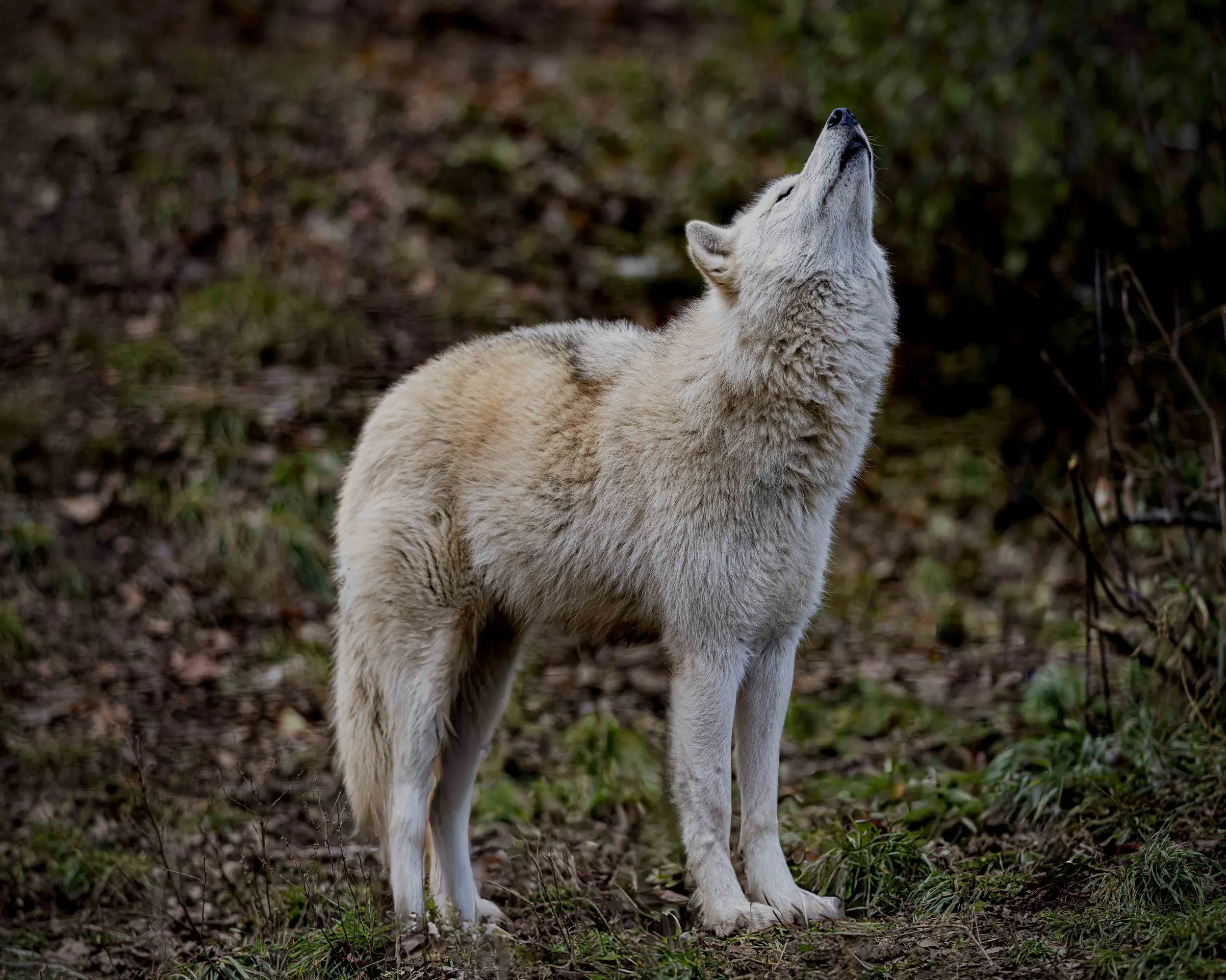 Grey_Wolf_Howling_A7R6672_20_x_16.jpg