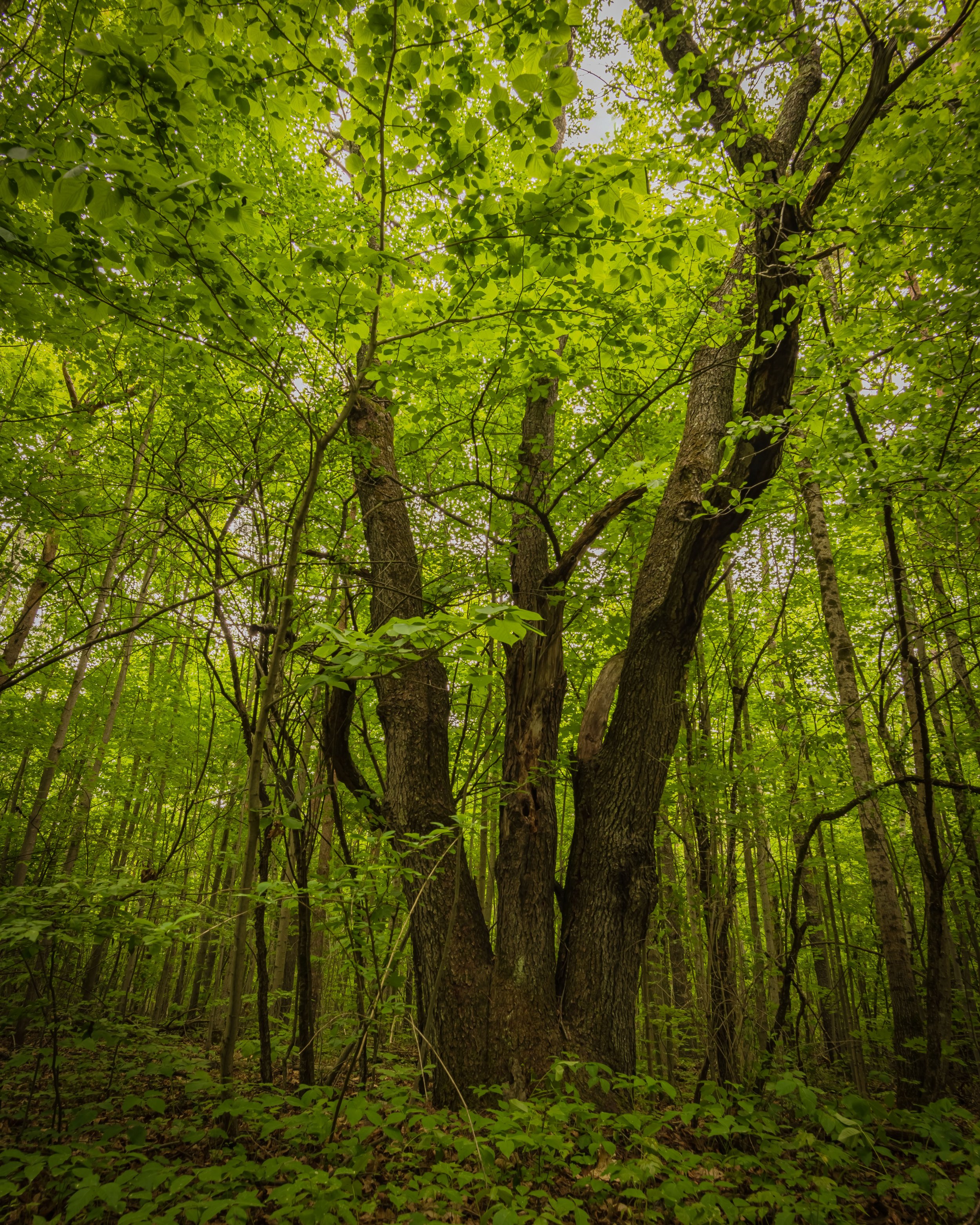Tree_Limerick_Forrest_Huckleberry_Trail_Merrickville_1_MLP9539 copie.jpg