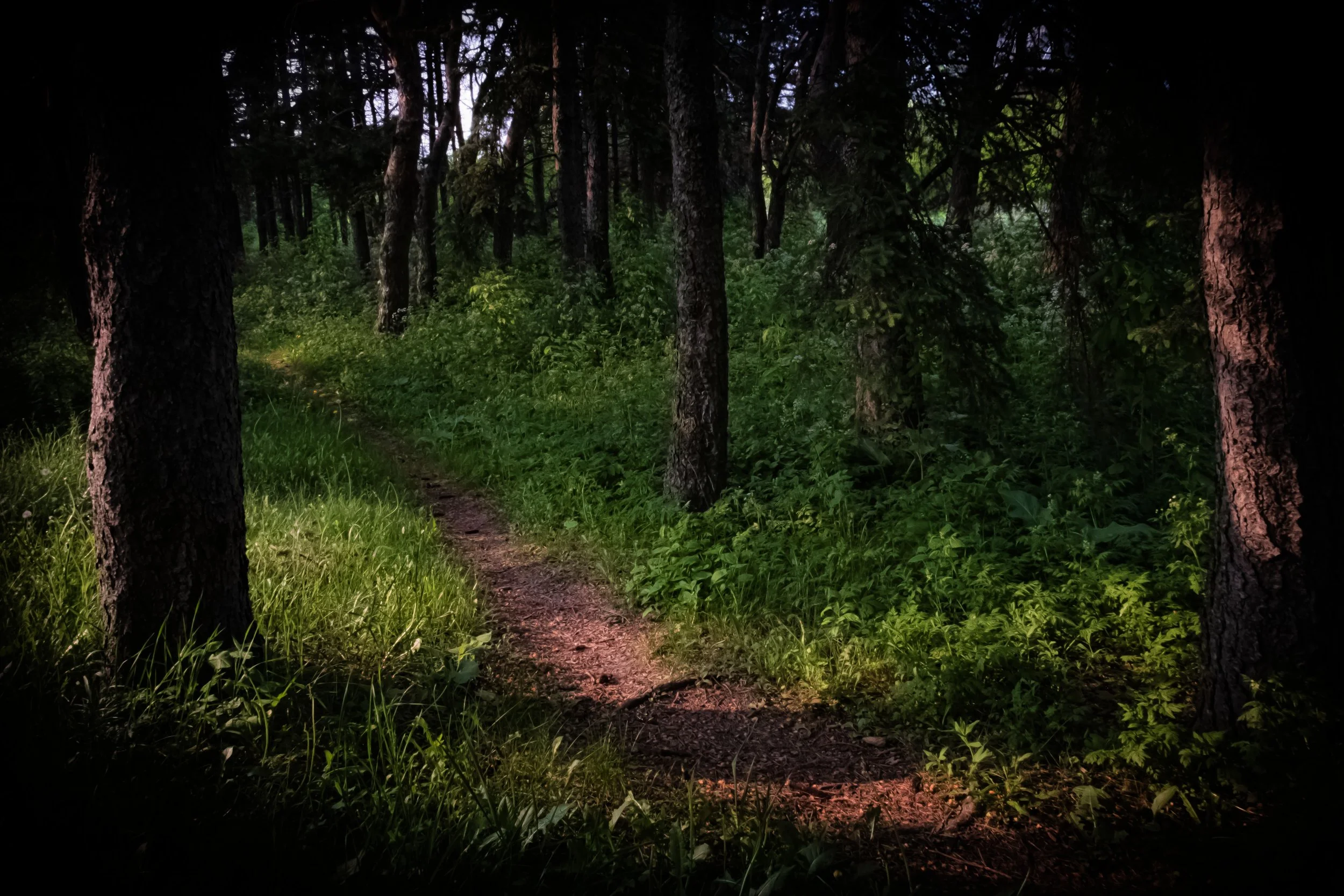 Trail_Tree_Bark_Grass_Sunset_DSF1665 copie.jpg