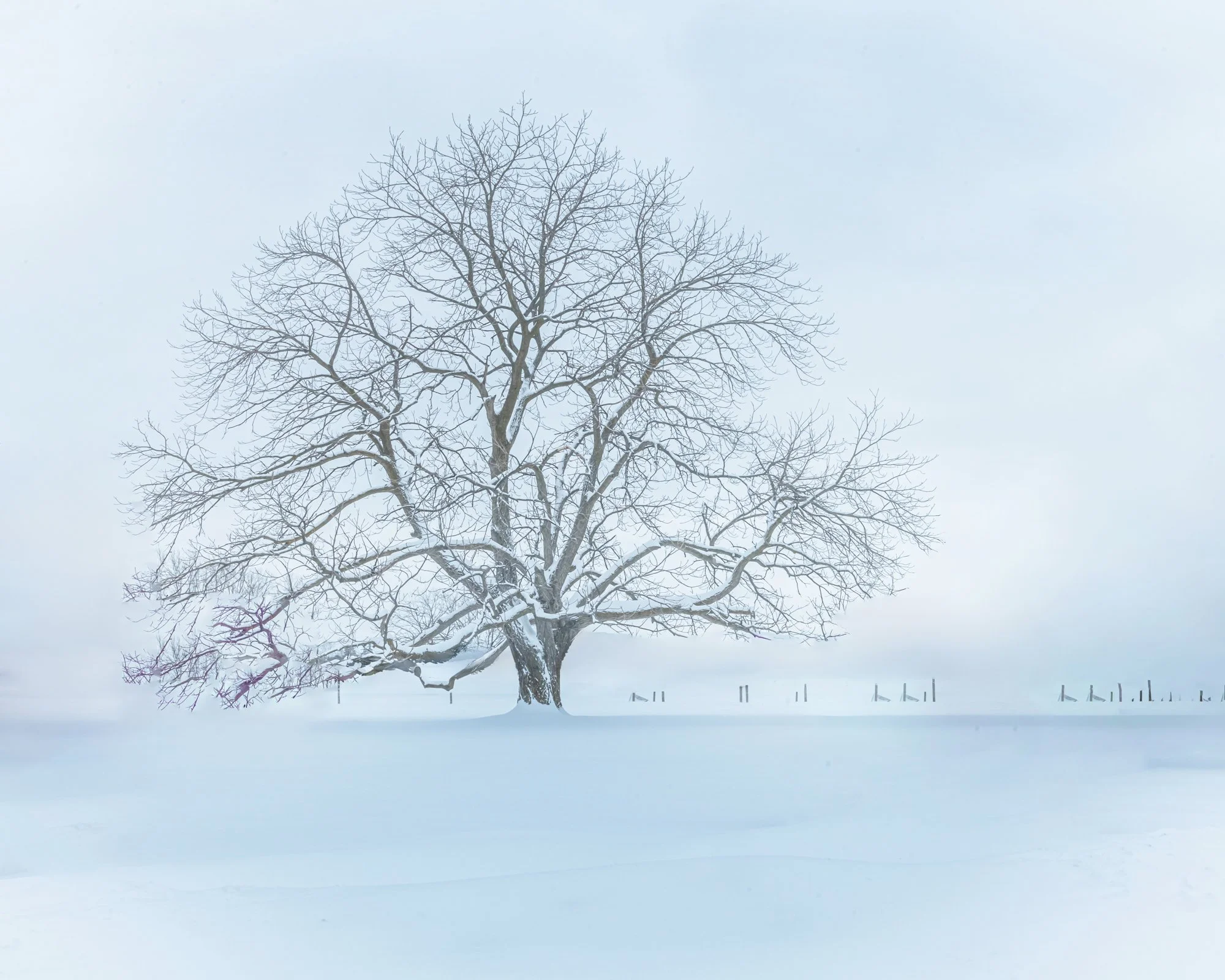 LEGAULT_M_16_Tree_In_The_Winter_Storm_2_MLP7660-copie.jpg