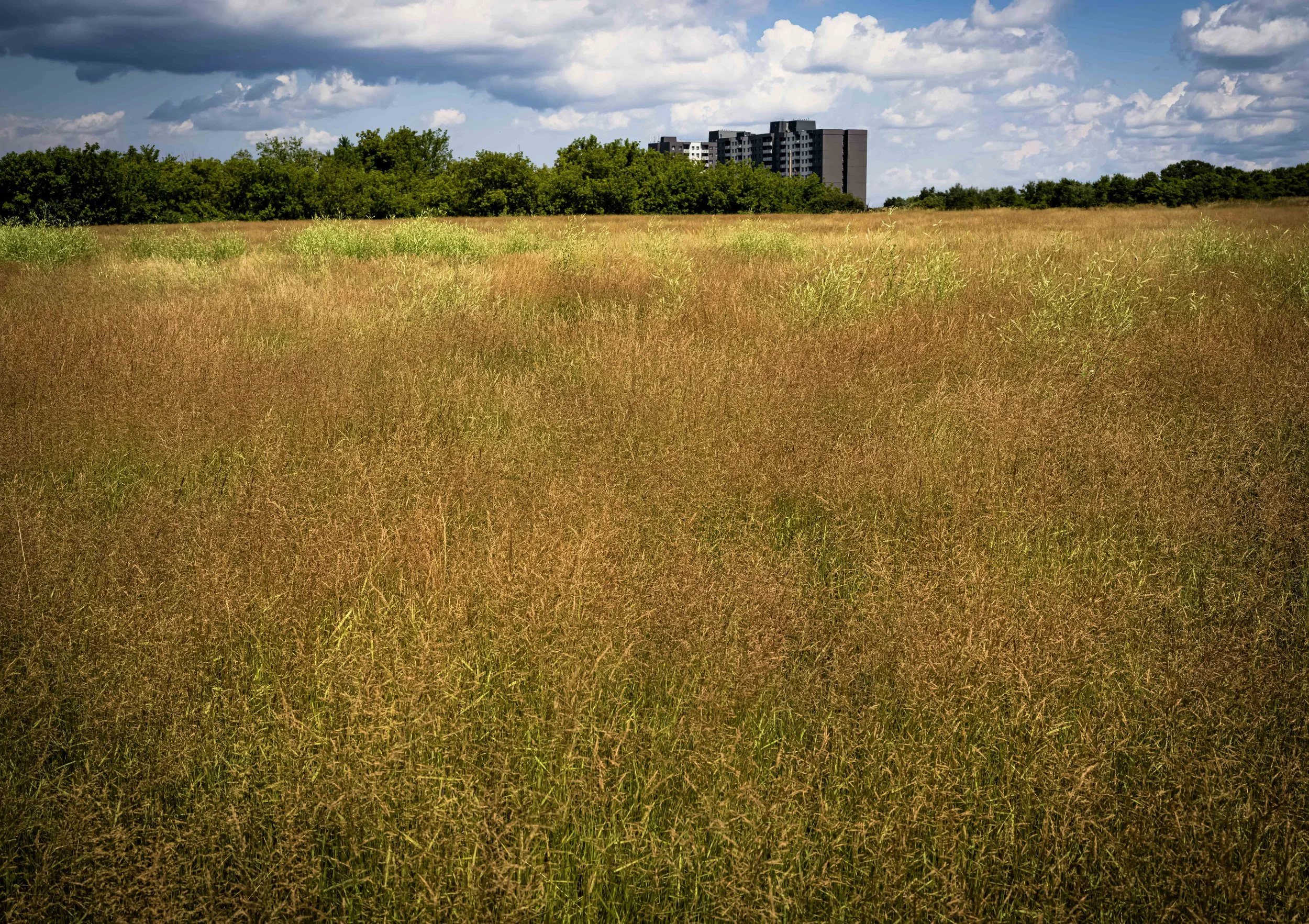 OWAA_Field_of_Gold_B0000580_14_11 copie.jpg