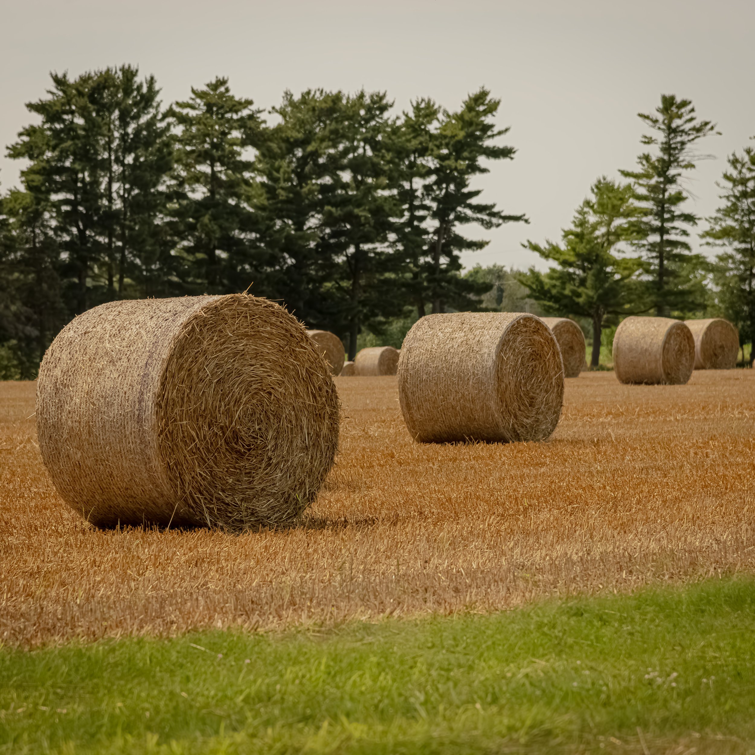 Hay_Roll_Eastern_Ontario_D850445 copie.jpg