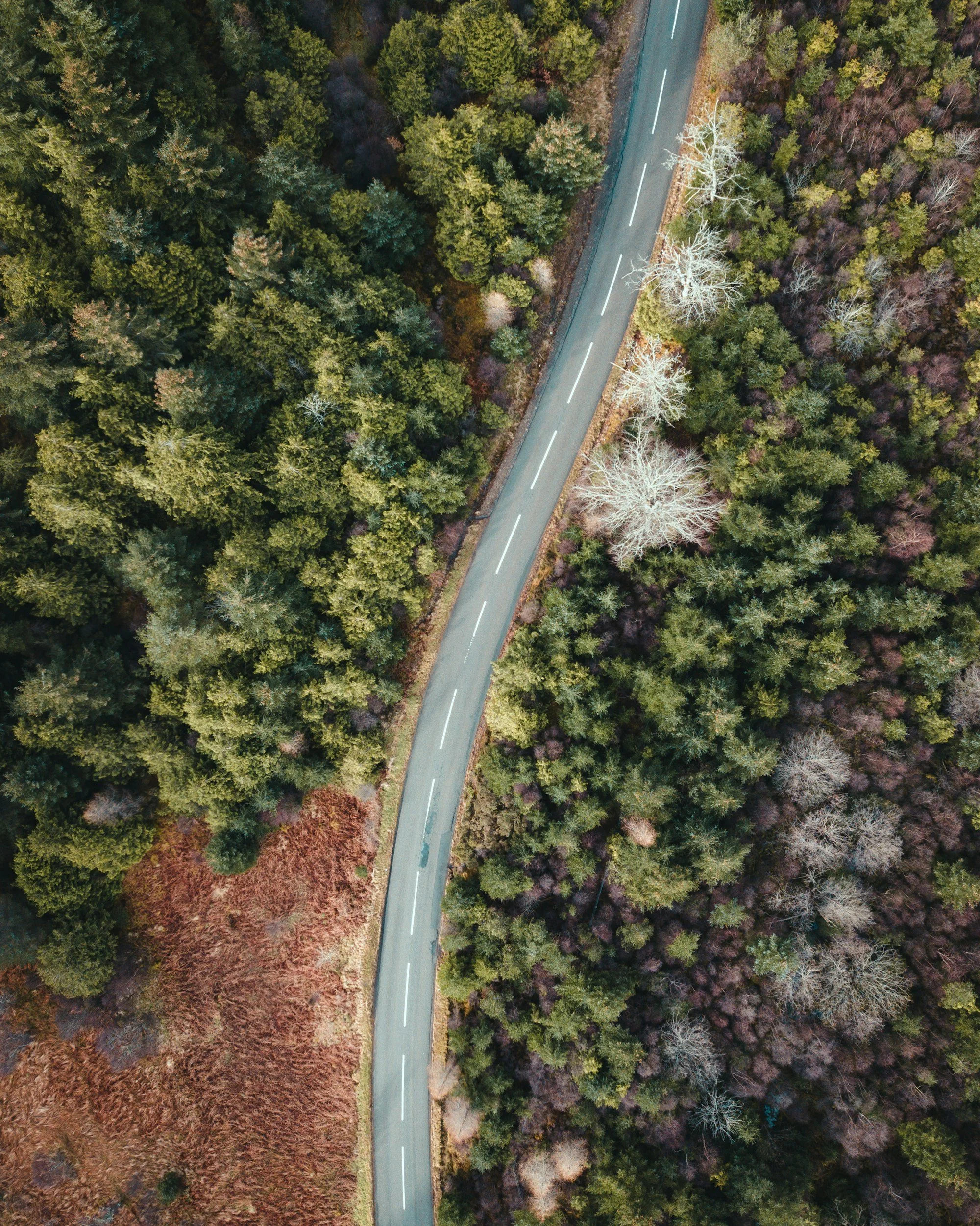 An aerial view of a two-lane road running through a forest with trees in various shades of green and leafless trees, indicating autumn or winter.