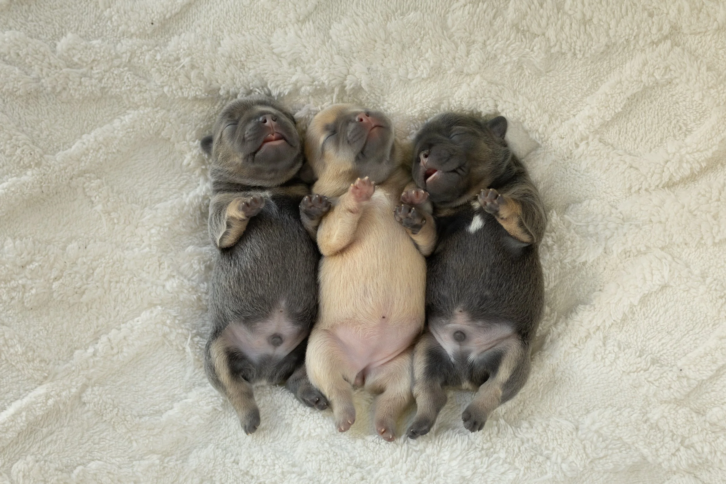 Portée de Shannon Blue