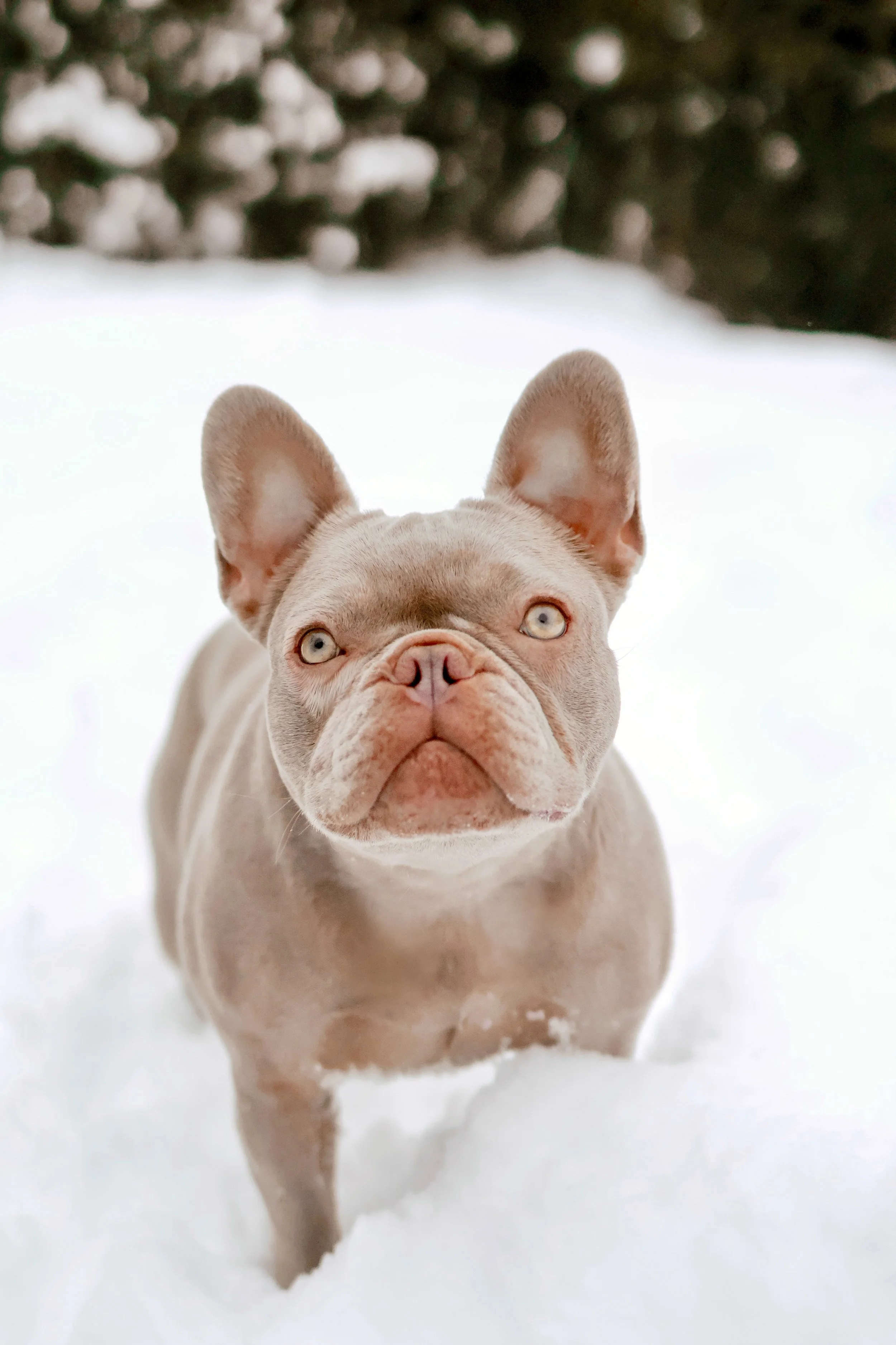 Un bouledogue français beige dans la neige, regardant vers la caméra, avec un fond de buissons ou d'arbustes sous la neige.
