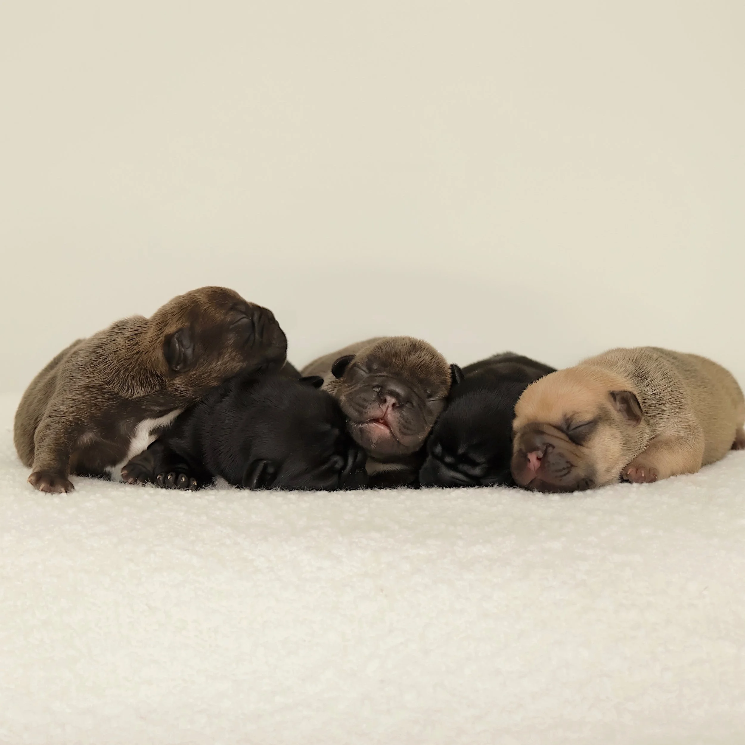 Portée de Summer Breeze