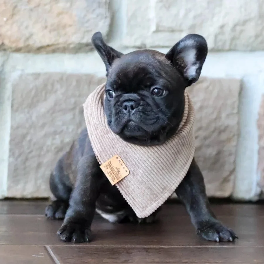 Petit chien bouledogue français bringé, debout sur un sol en bois.