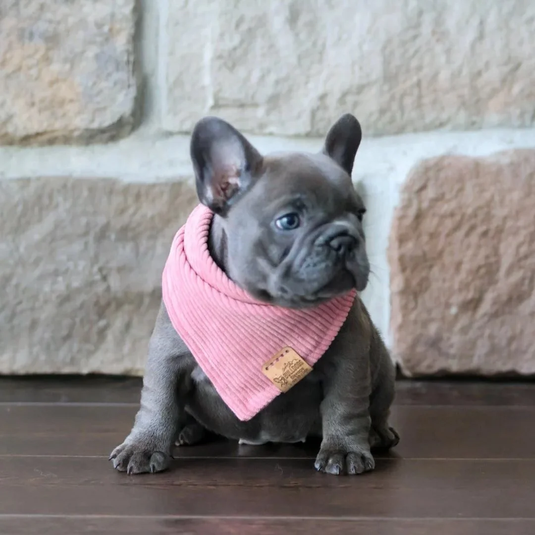 Un chiot bulldog français bleu avec des yeux bleus, assis sur un plancher en bois, avec un décor de fond comprenant des fleurs roses, un panneau lumineux formant le mot 'LOVE' en fil de fer, et des plantes vertes.