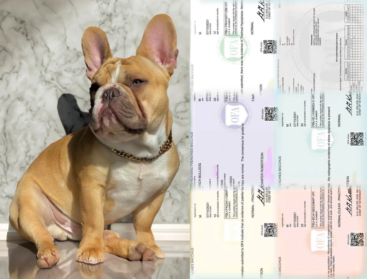 Un bouledogue français assis sur un sol en marbre, avec une étiquette de certificat de santé pour animaux à côté.