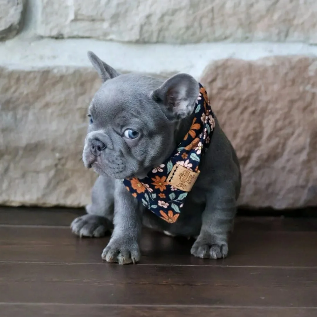 Un chiot bouledogue français gris (lilac) assis sur un sol en bois avec un décor floral et une enseigne en fil métallique formant le mot 'LOVE' en toile de fond.