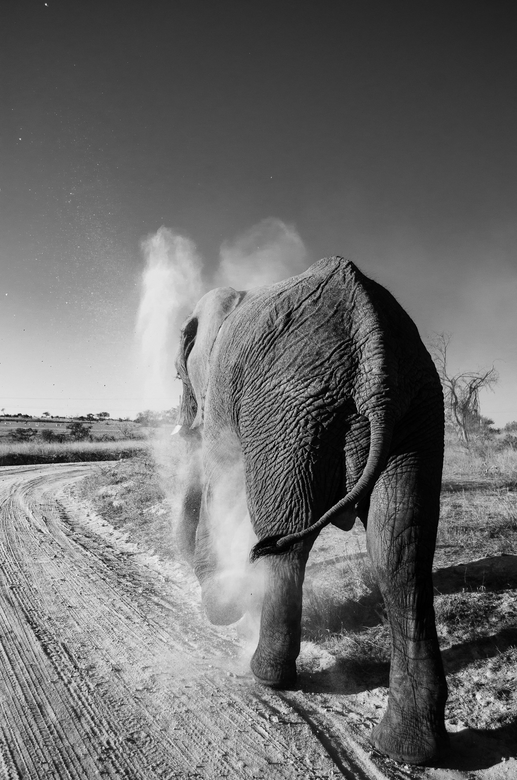 Dust Bathing Elephant Erin Boyd Photography (Copy)