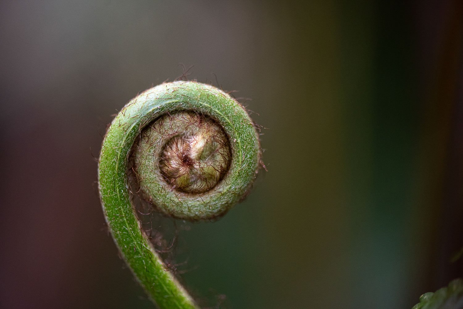 Micro-Soft Tree Fern-Erin-Boyd.jpg