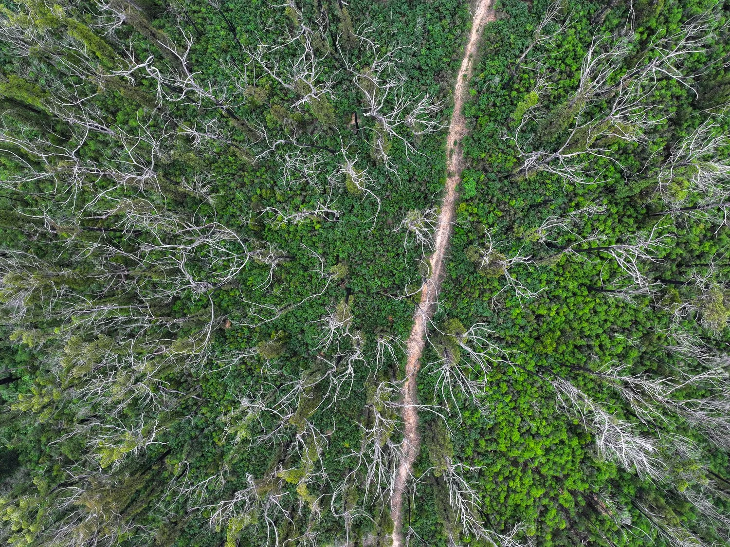 NethercoteDrone-2.jpg