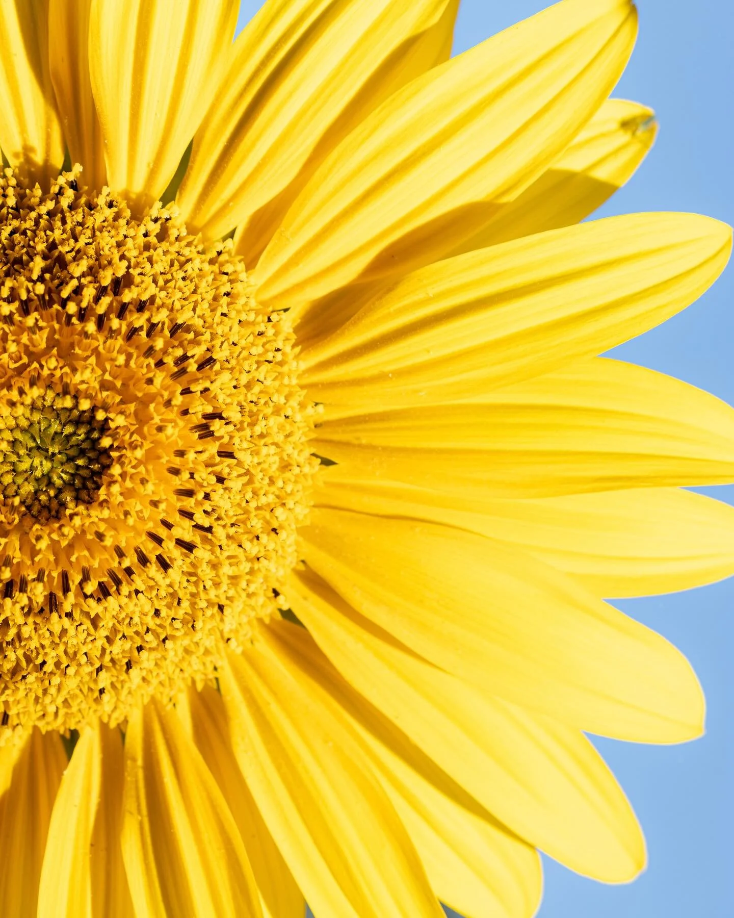 Shedding a different light on these golden beauties 🌻
