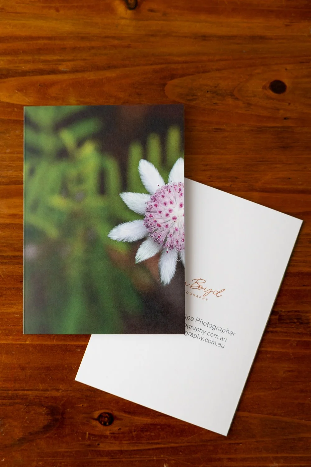Flannel Flower III-Erin-Boyd.jpg