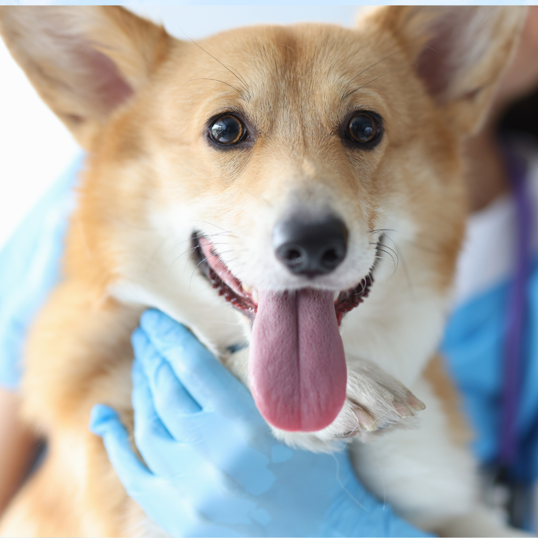 Value Care Vet Clinic value-care-vet-clinic