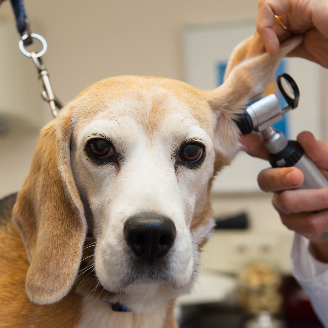 value-care-vet-clinic