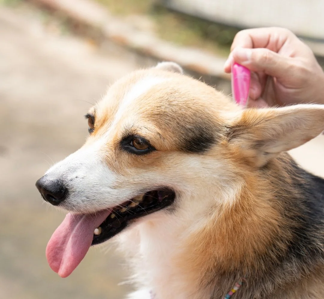 Value Care Vet Clinic value-care-vet-clinic