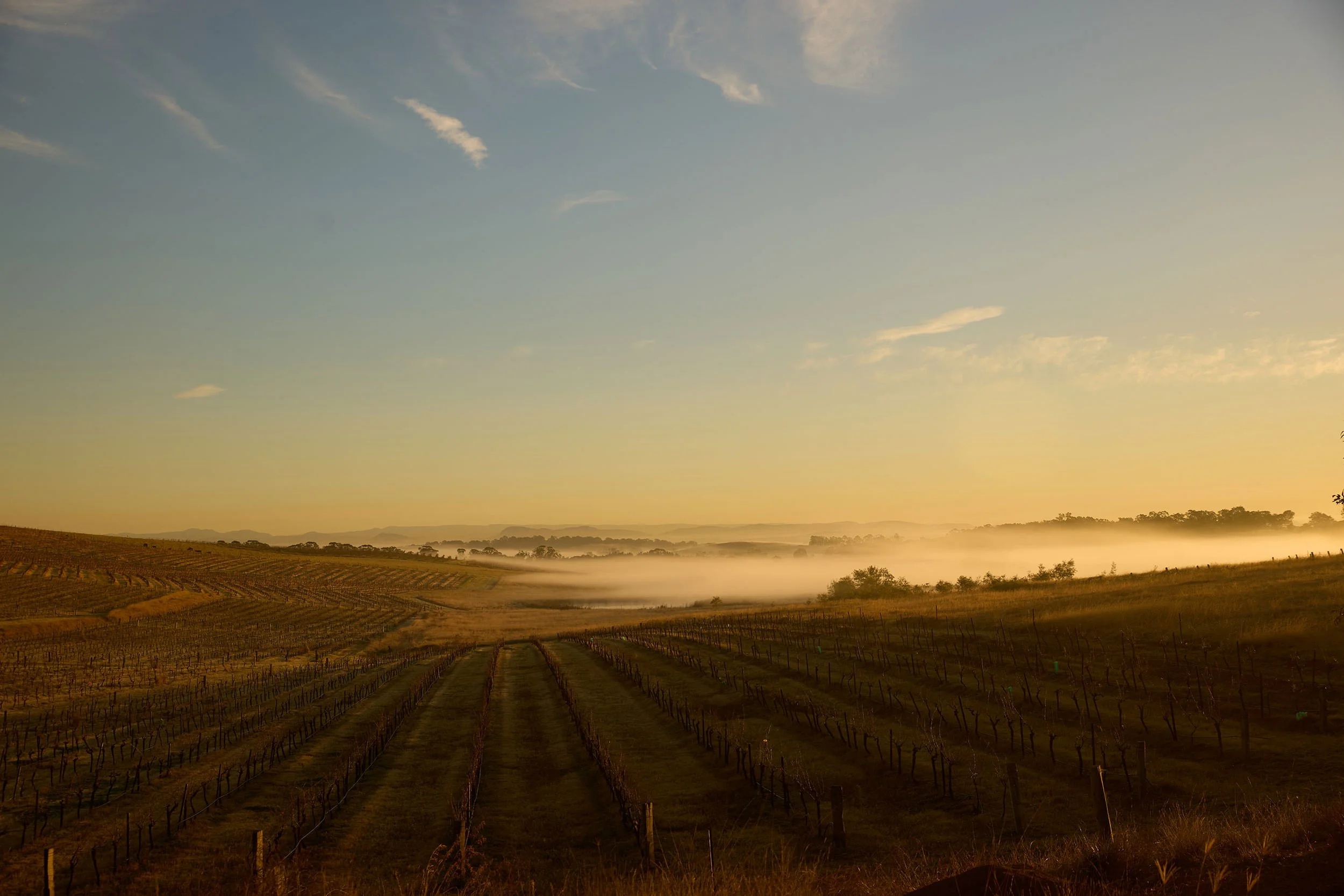 WillHartl_DestinationNSW_Tourism_HunterValley_20250717_Pokolbin_MtPleasantWines_2057.jpg
