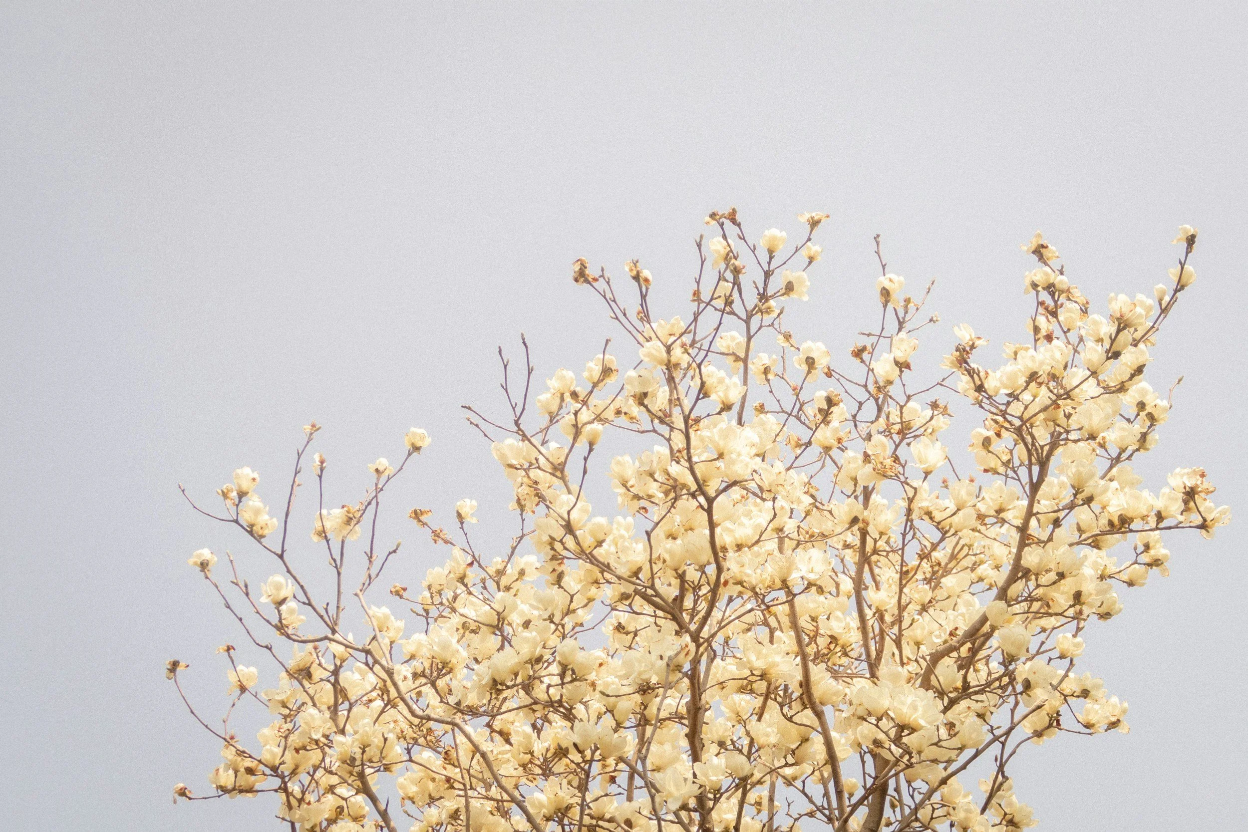 Branches of a tree with white blossoms against a pale sky.