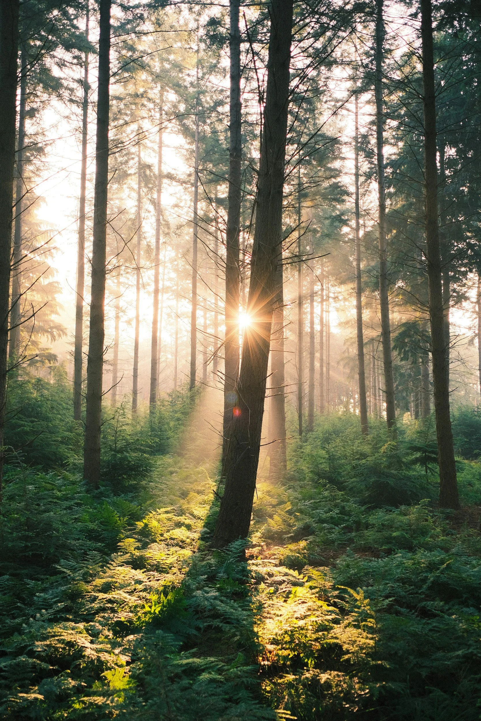 Sunlight filtering through tall trees in a dense, green forest.
