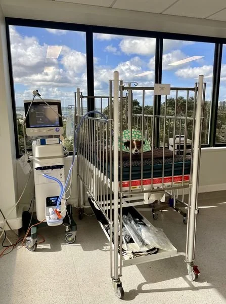 High flow nasal oxygen therapy2.jpg