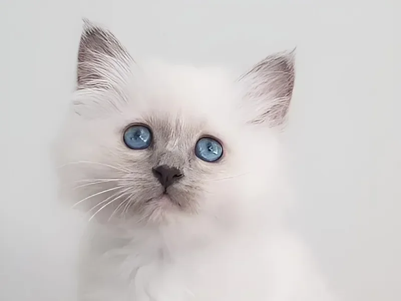 Ollie, a young kitten saved with remdesivir from FIP