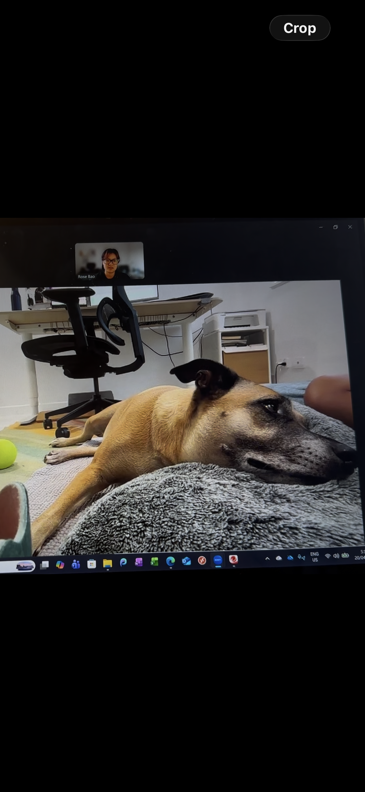 A dog lying on a bed with a gray blanket, resting its head on the blanket, in a room with a white desk, a black office chair, and a small white bookshelf. A video call on the computer screen shows a woman with glasses and short dark hair.