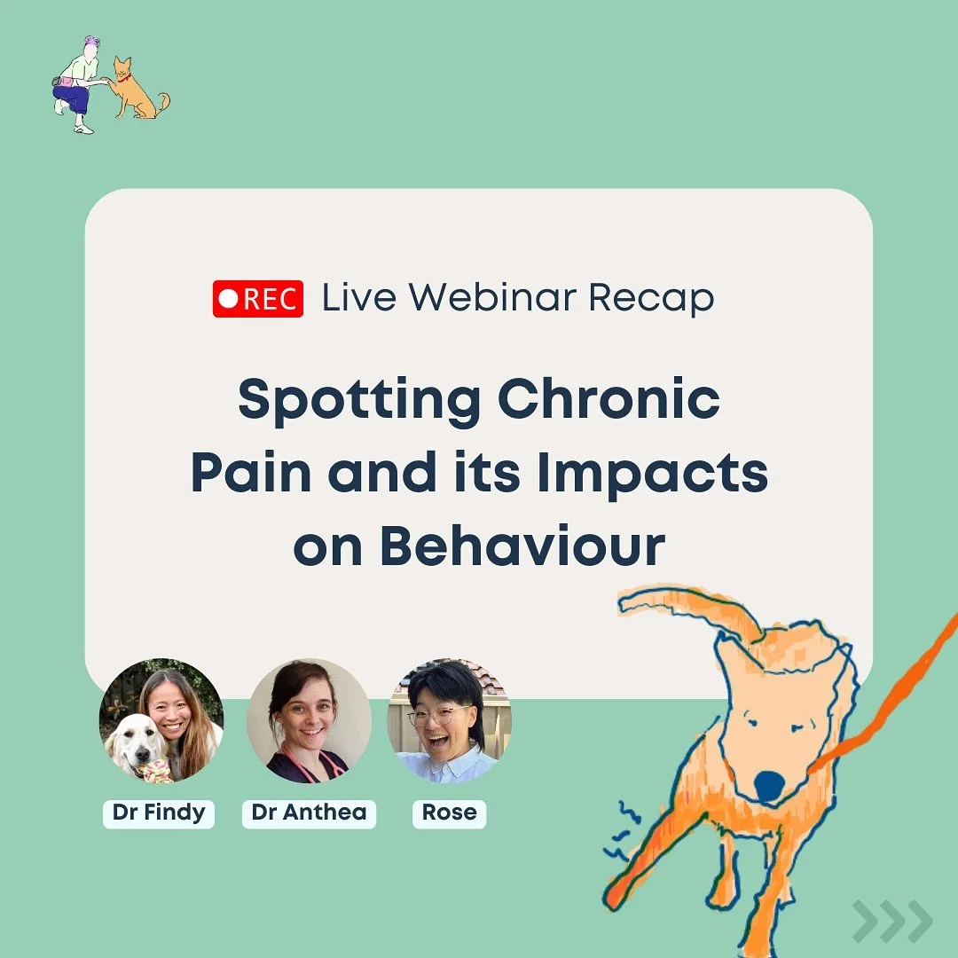 ❤️&zwj;🩹 Thank you, pawrents, for joining our webinar on Pain and Behaviour! Truly I&rsquo;ve been looking forward to this for so long. I&rsquo;m grateful you helped make it happen. Such a big topic, and we loved all your questions and reflections!
