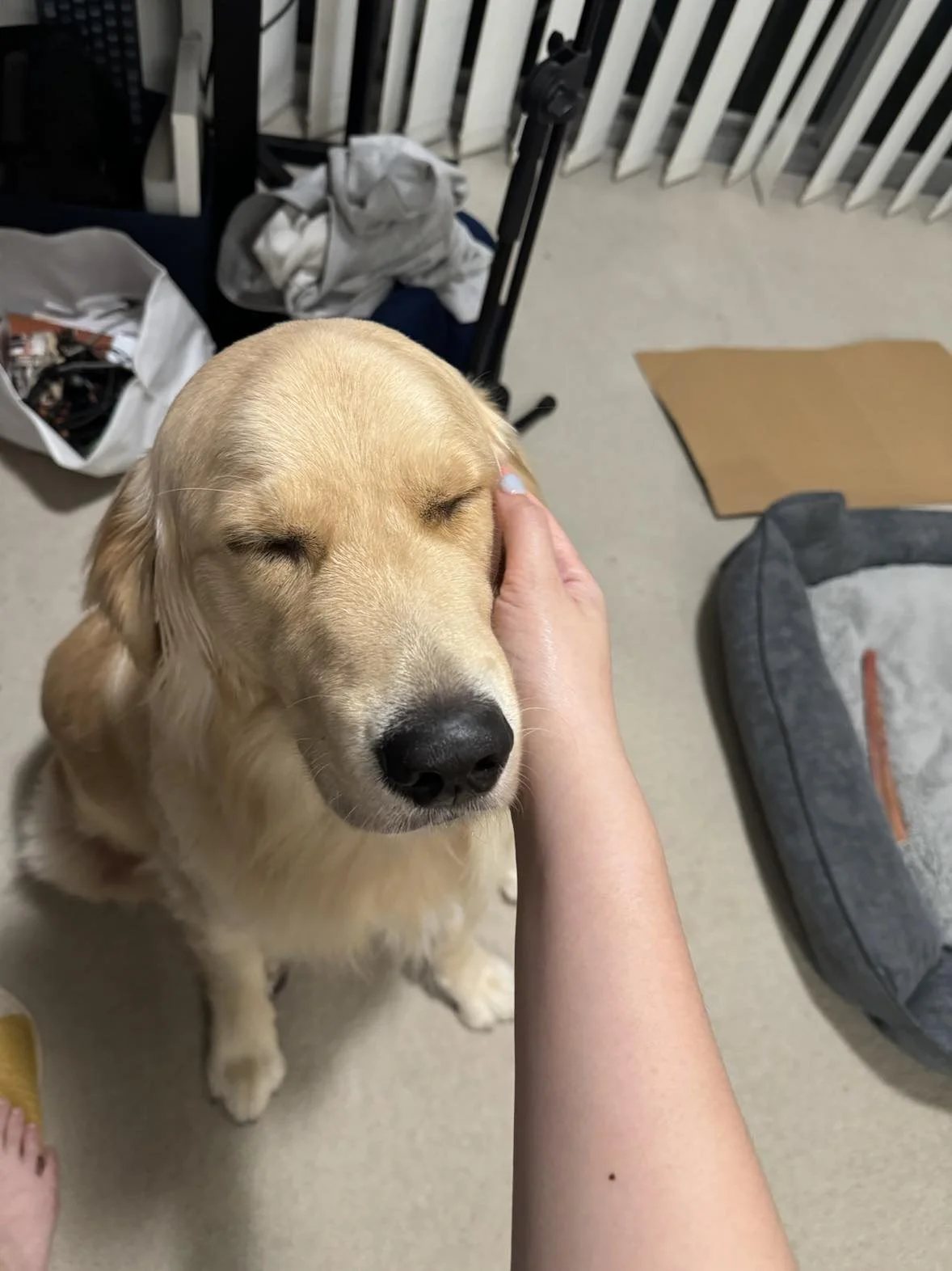 Golden retriever with closed eyes being petted on the head inside a room.