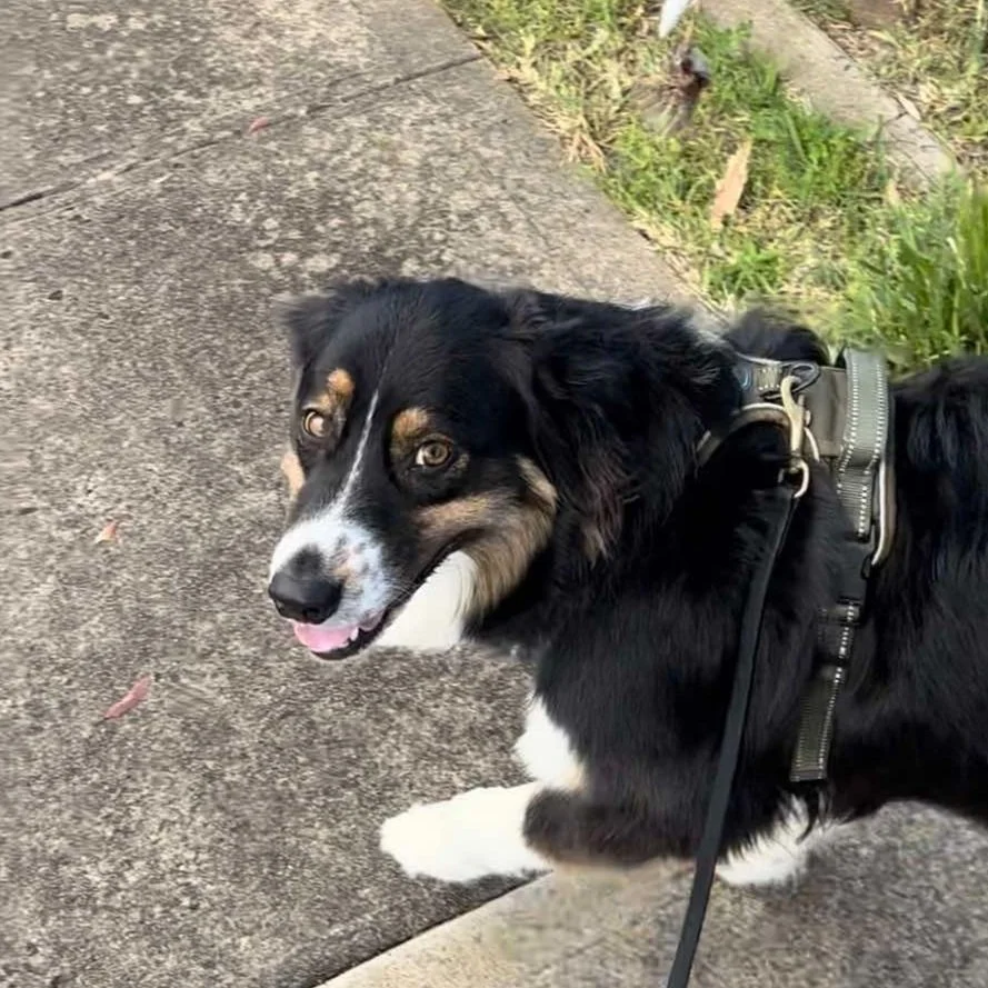 A black, white, and tan Australian Shepherd dog standing on a sidewalk with a harness, looking upward with a happy expression.