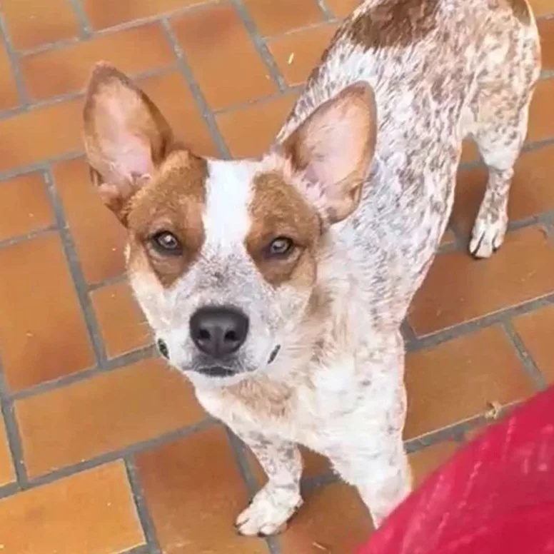 Small dog with a white coat and brown markings, standing on a tiled floor, looking up at the camera.