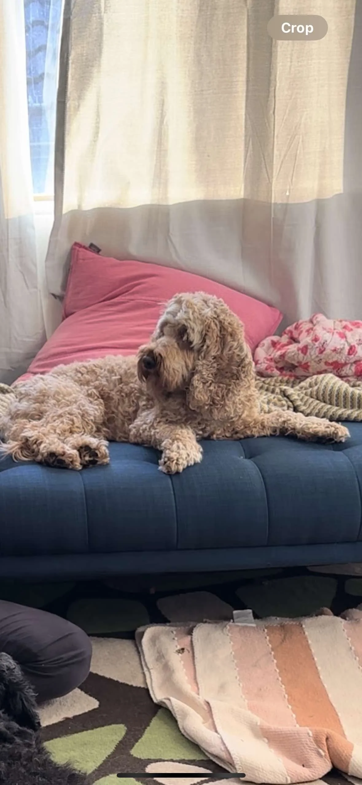 A beige curly-haired dog resting on a navy blue couch with pink pillows in a room with cream curtains and a floral blanket, and a patterned rug in front.